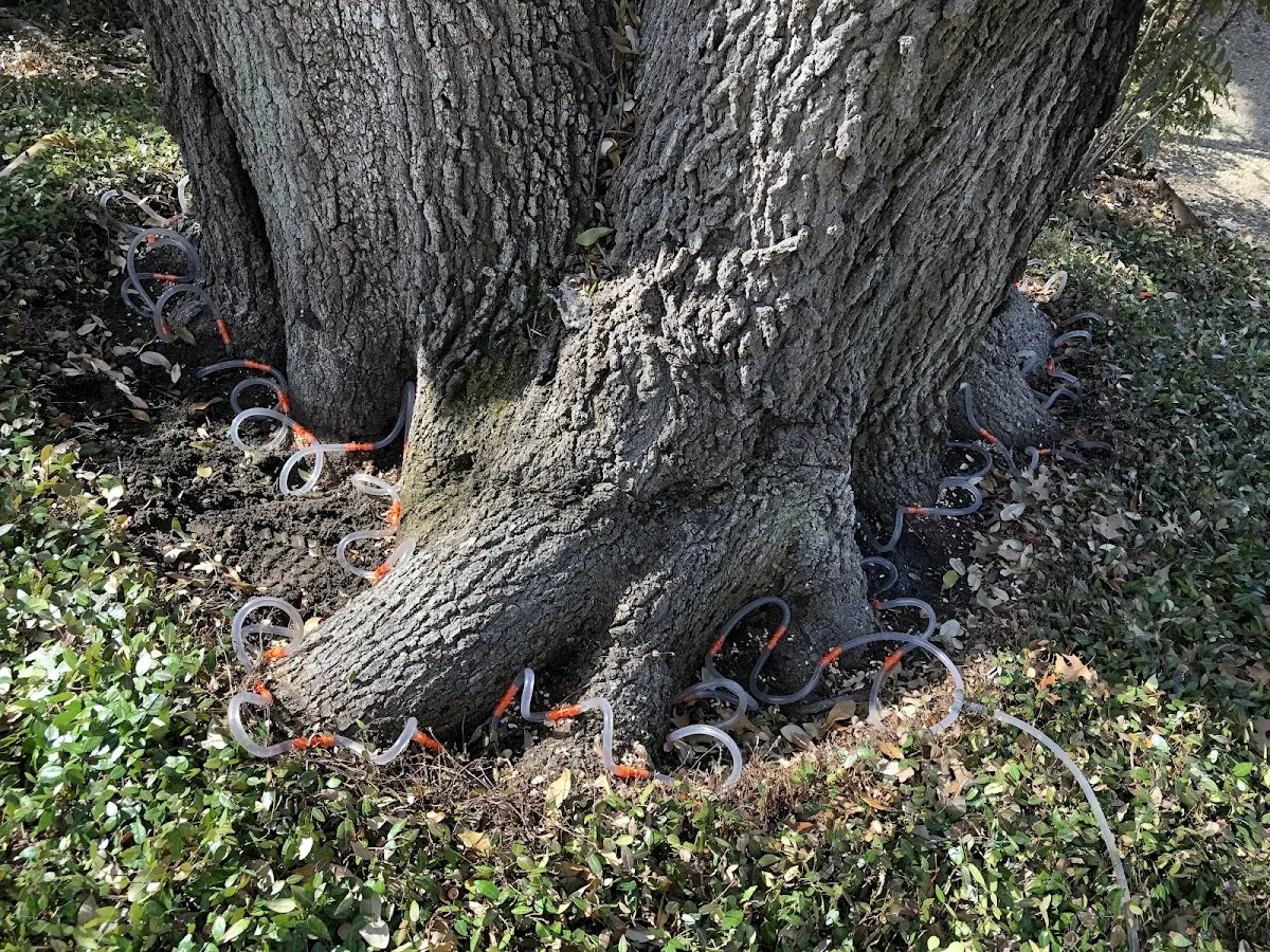 Detailed Tree Cabling and Bracing job site in Flora Vista
